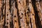 Redwood tree bark texture