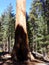 Redwood Tree, Forest of the Giants, Sequoia National Park, California