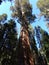 Redwood Tree, Forest of the Giants, Sequoia National Park, California