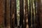 Redwood Tree Line