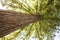 Redwood tree seen from below in sunny day