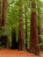 Redwood trees