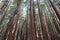 Redwood trees