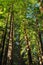 Redwood Trees At The Avenue Of The Giants California - Big Tree Area