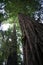Redwood trees, Big Sur California