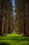 Redwood Trees Line a Grass Path