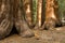 Redwood Trees in Mariposa Grove, Yosemite