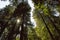 Redwood Trees in Muir Woods