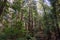 Redwood trees Sequoia sempervirens forest, California