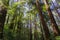 Redwood trees Sequoia sempervirens forest, California