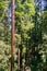 Redwood trees Sequoia sempervirens forest, California