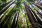 Redwood trees Sequoia Sempervirens in the forests of Henry Cowell State Park, Santa Cruz mountains, San Francisco bay area