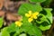 Redwood violet Viola sempervirens wildflower on a sunny day, California