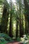 Redwoods National Park, UNESCO World Heritage Site, Sunlit Hiking Trail through Ancient Redwoods Forest, California