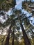 Redwoods redwood forest sky sunshine tree nature scene