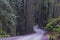 Redwoods, Redwood National Park.