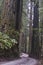 Redwoods, Redwood National Park.