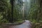 Redwoods, Redwood National Park.