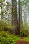 Redwoods and rhododendrons along the Damnation Creek Trail in De