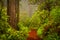 Redwoods and rhododendrons along the Damnation Creek Trail in De