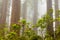 Redwoods and rhododendrons along the Damnation Creek Trail in De