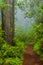 Redwoods and rhododendrons along the Damnation Creek Trail in De