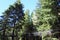 Redwoods Treewalk at Giant redwood forests New Zealand