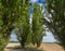 Ree-lined country road with Black Poplar