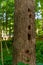 Ree trunk with several hollows made by woodpecker in the wild forest between Neversink River, tributary of the Delaware