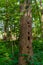 Ree trunk with several hollows made by woodpecker in the wild forest between Neversink River, tributary of the Delaware