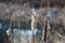 Reed against the background of the blue January waters of the city lake