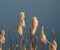 Reed against the background of the blue January waters of the city lake