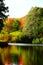 reed area of Holzmaar with bright autumn trees above