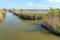 Reed bed in the Camargue nature reserve.