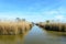 Reed bed in the Camargue nature reserve.