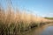 Reed Bed on Norfolk Broads Nature Reserve, England