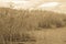 Reed beds at the Baltic Sea.Toned with sepia filter.