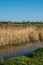 Reed beds in early morning on Wicken Fen Nature reserve