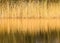 Reed beds with golden reflection