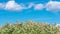 Reed beds in the wind and blue sky with clouds above it