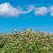 Reed beds in the wind and blue sky with clouds above it