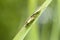 Reed beetles, Donacia aquatica, mating