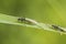 Reed beetles, Donacia aquatica, mating