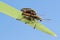 Reed beetles Donacia male and female on a leaf