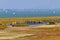 Reed Belt Landscape in National Park