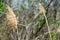 Reed blowing in wind