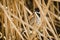 Reed Bunting