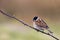 Reed Bunting