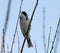 Reed Bunting