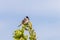 Reed Bunting bird